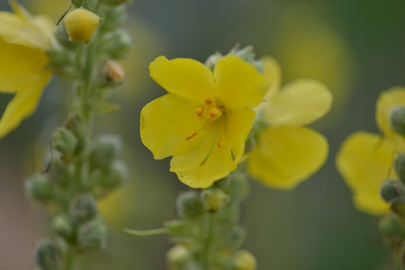 landscape with a traditional hay field full of wild flowers and grasses surrounded by trees under a cloudy summer skyの写真素材