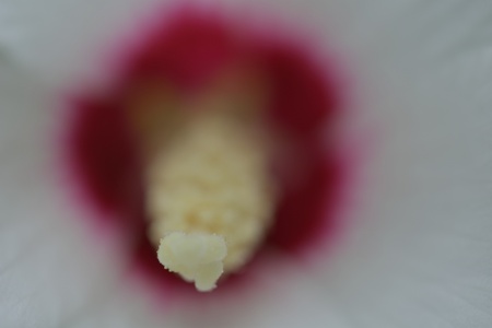landscape with a traditional hay field full of wild flowers and grasses surrounded by trees under a cloudy summer skyの写真素材