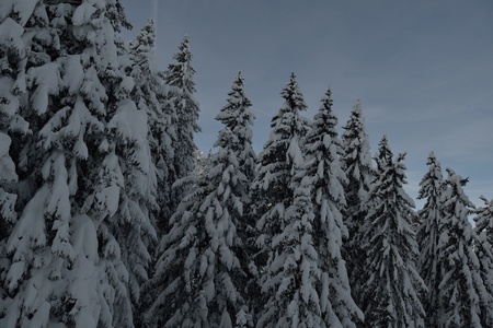 winter nature landscape  mountaint  with tree and fresh snowの写真素材