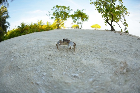 crab tropical wild animal  on a white sand beachの写真素材