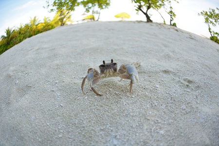 crab tropical wild animal  on a white sand beachの写真素材