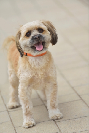 people best friend. little dog cute animal pet puppy outdoor portraitの写真素材