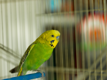 green bird pet animal in cageの写真素材