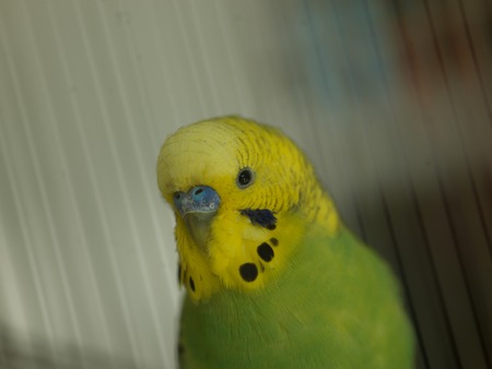 green bird pet animal in cage