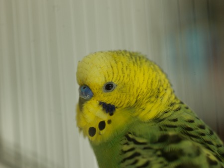green bird pet animal in cage