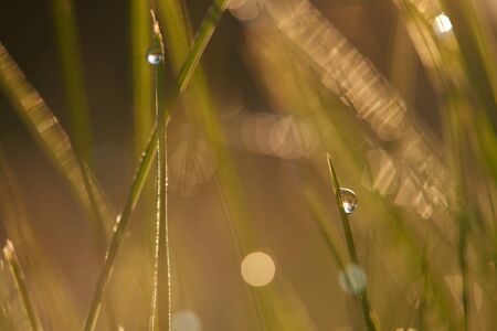 Grass. Fresh green grass with dew drops closeup. Sun. Soft Focus. Abstract Nature Backgroundの写真素材
