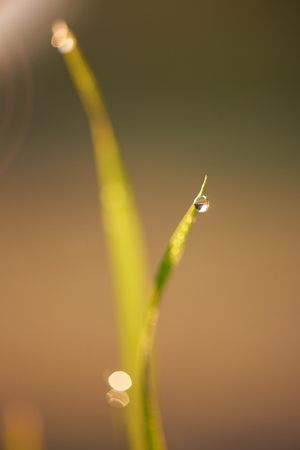 Grass. Fresh green grass with dew drops closeup. Sun. Soft Focus. Abstract Nature Backgroundの写真素材