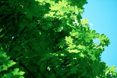 green tree brances frame corner  with blue sky and sun flare in background