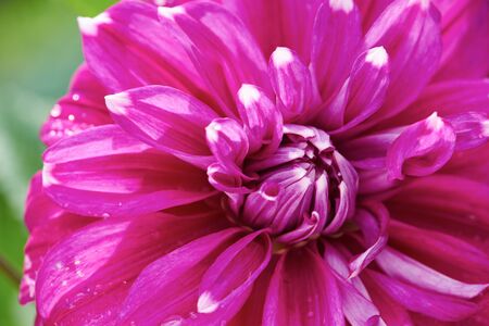 fresh purple dhalia flowers closeup backgroundの写真素材