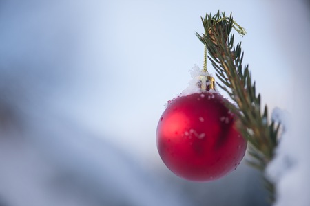 christmas red balls  on pine tree covered with fresh snowの写真素材
