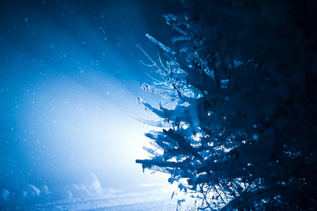 tree covered with fresh snow at winter night, back light with lens flareの写真素材