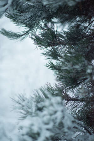 christmas evergreen spruce pine tree in nature  covered with fresh snow, frost and iceの写真素材