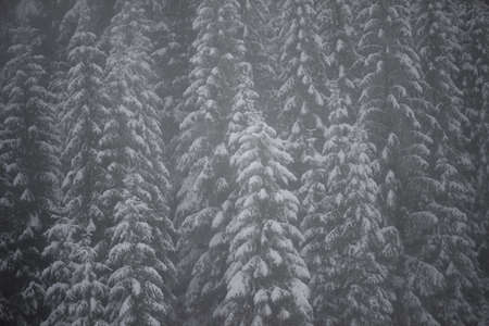 christmas evergreen spruce pine tree in nature  covered with fresh snow, frost and iceの写真素材