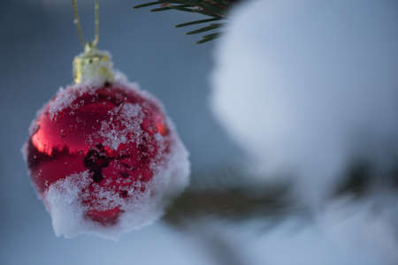 christmas red balls  on pine tree covered with fresh snowの写真素材