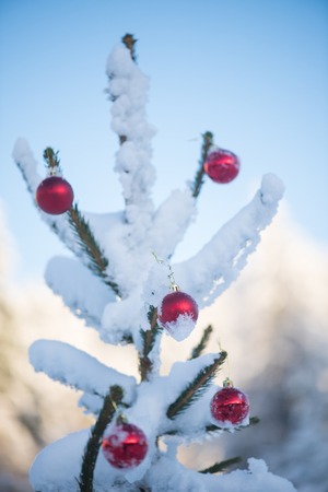 christmas red balls  on pine tree covered with fresh snowの写真素材