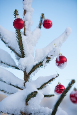 christmas red balls  on pine tree covered with fresh snowの写真素材