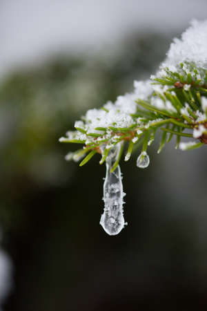 christmas evergreen spruce pine tree in nature  covered with fresh snow, frost and iceの写真素材