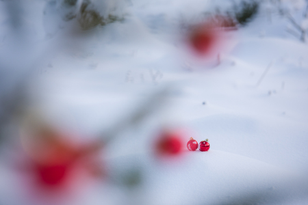 christmas red balls decoration in fresh snow background on beautiful sunny winter dayの写真素材