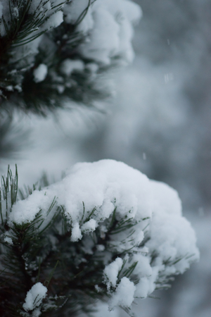 christmas evergreen spruce pine tree in nature  covered with fresh snow, frost and iceの写真素材