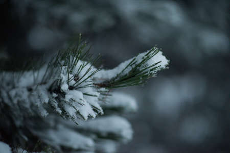 christmas evergreen spruce pine tree in nature  covered with fresh snow, frost and iceの写真素材
