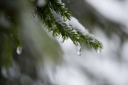 christmas evergreen spruce pine tree in nature  covered with fresh snow, frost and iceの写真素材