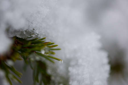 christmas evergreen spruce pine tree in nature  covered with fresh snow, frost and iceの写真素材