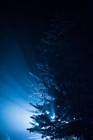tree covered with fresh snow at winter night, back light with lens flare