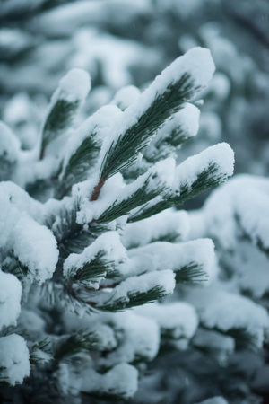 christmas evergreen spruce pine tree in nature  covered with fresh snow, frost and iceの写真素材