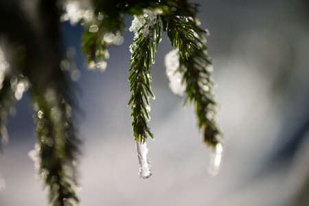 tree covered with fresh snow at winter night, back light with lens flare
