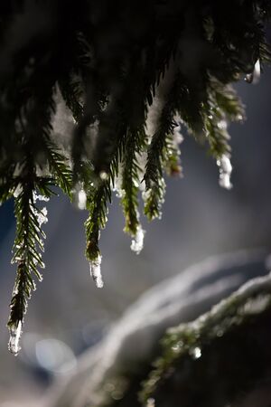 tree covered with fresh snow at winter night, back light with lens flareの写真素材