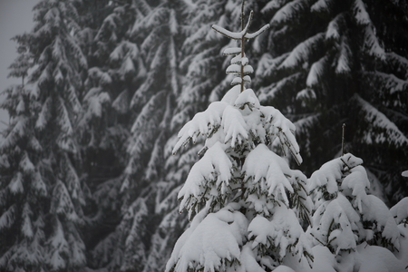christmas evergreen spruce pine tree in nature  covered with fresh snow, frost and iceの写真素材