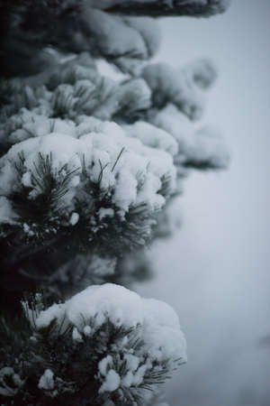 christmas evergreen spruce pine tree in nature  covered with fresh snow, frost and iceの写真素材