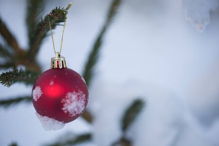 christmas red balls  on pine tree covered with fresh snow on beautful winter day sunsetの写真素材