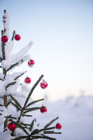 christmas red balls  on pine tree covered with fresh snow on beautful winter day sunsetの写真素材