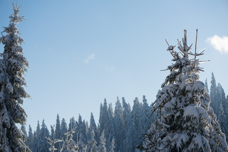 winter sunset, pine tree forest  background  covered with fresh snowの写真素材