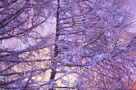 winter nature scene  tree branches covered with fresh snow sunset in backgroundの写真素材