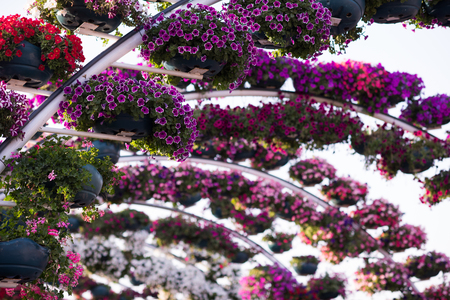 30 January 2017 Dubai miracle garden with over 45 million flowers in a sunny dayの写真素材