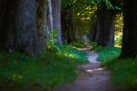 country road trought tree  alley in the park fresh  morning at spring nature landscapeの写真素材