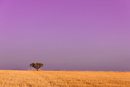 single tree on harvested field of wheat on purple sky in backgroundの写真素材
