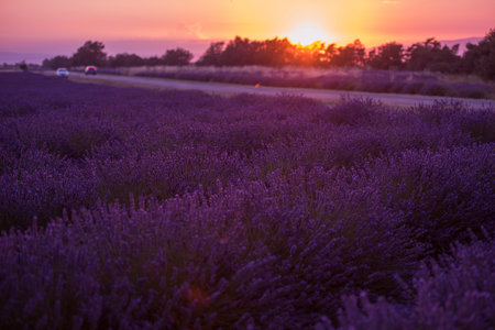levender field  purple aromatic flowers  near valensole in provence france