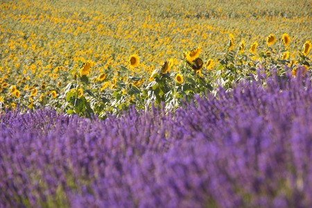lavender and sunflower field purple aromatic flowers near valensole in provence franceの写真素材