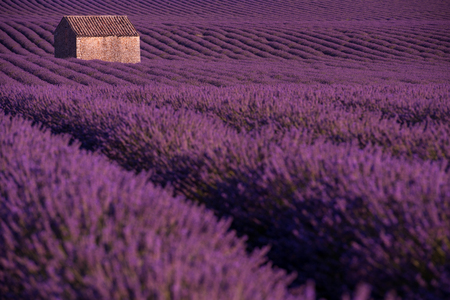 purple lavender flowers field with lonely old 
abandoned stone house  valensole provence franceの写真素材