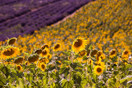 lavender and sunflower field purple aromatic flowers near valensole in provence franceの写真素材