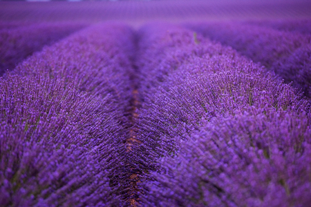 levender field  purple aromatic flowers  near valensole in provence franceの写真素材