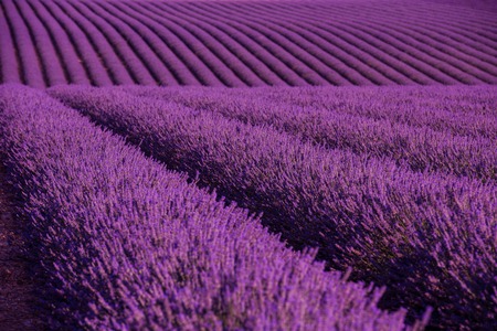levender field  purple aromatic flowers  near valensole in provence franceの写真素材