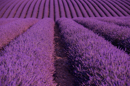 levender field  purple aromatic flowers  near valensole in provence franceの写真素材