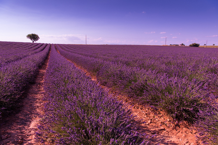 purple lavender flowers field with lonely tree valensole provence franceの写真素材