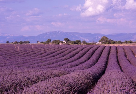 levender field  purple aromatic flowers  near valensole in provence franceの写真素材