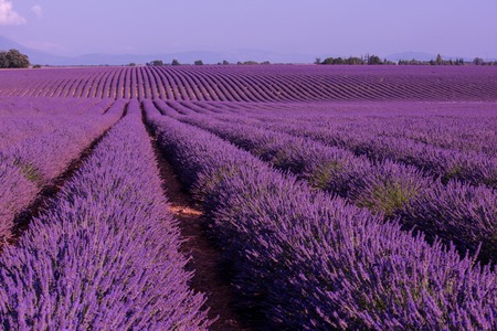 levender field  purple aromatic flowers  near valensole in provence franceの写真素材