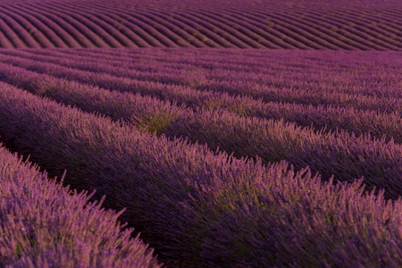 levender field  purple aromatic flowers  near valensole in provence franceの写真素材